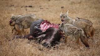 Jackals are eating prey in the savannah. Tanzania. Serengeti.