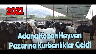 2021 ADANA KOZAN HAYVAN PAZARI KURBANLIK FİYATLARI.....#kurbanfiyatları#adanakozankurban