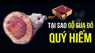 Gỗ Sưa giá trị thế nào - Chuyên gia nói