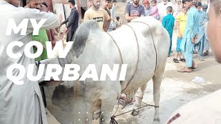 my cow qurbani Allah kabol kry / cow 2022 @mandivlogswithEjaz