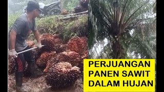 PERJUANGAN PANEN SAWIT DALAM HUJAN