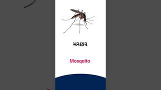 Mosquito meaning Gujarati - English Dictionary