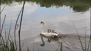 Baby Swans use Mum as a turbo taxi service