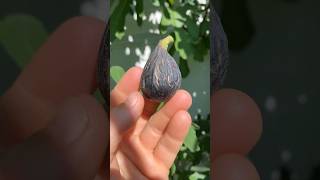 Sultane - Underrated French Fig #fig #figtree #figboss #gardeningtips #fruittrees