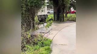 Rain Garden, Bridgeland, Calgary#Canada