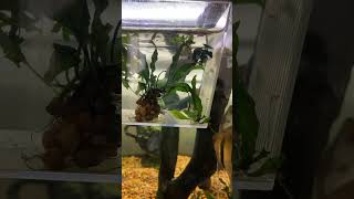 Angelfish babies grown up #pets #fish #fishtank