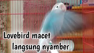 Langsung Nyamber !!! Lovebird malas bunyi langsung Nyamber dan ngekek