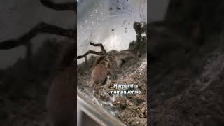 Harpactira namaquensis - the Bronze Baboon Tarantula