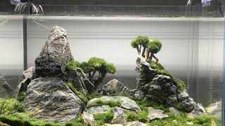 Most Beautifull Aquascape