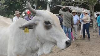 Turismo en la finca Campo Alegre, Municipio de Arauca