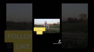 Khoti gultair khoti terrier bully kuta / bully breed   Follow us on Tiktok   spike_the_malinois