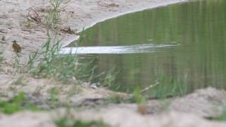 Ein Eisvogel an der Kiesgrube in Eilenburg ganz nah. Fischfang am Ufer.