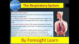 The Respiratory System