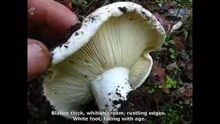 Russula delica. Champimaginatis. English Text.