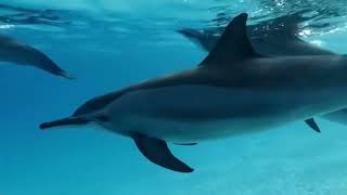 Saving injured dolphins and giving them a second chance at life | Animal rescue compilation