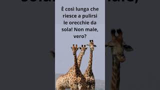 La Lingua da Record  #shorts #NatureFacts #CuriositàAnimali #Animali #viralvideo #GiraffeCuriosità