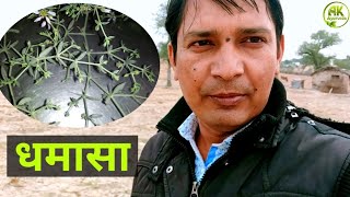 धमासा ओषधि की पहचान,  फायदे और उपयोग (Uses and Benefits of Dhamasa in Hindi)