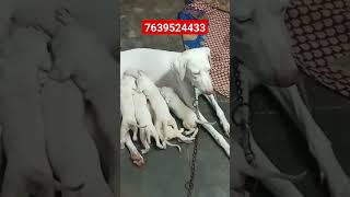 Rajapalayam Dog female puppy available location Rajapalayam call 7639524433