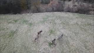 Incontra i cervi in Val Trebbia come non li hai mai visti prima: sorprendenti riprese con drone DJI