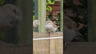 Posiłek 🐦Meal