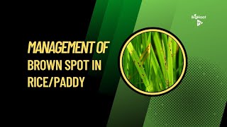 Management of Brown Spot in Rice/Paddy