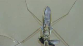 Vodni drsalec (Water strider)