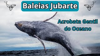 Baleias Jubarte, a Acrobata Gentil do Oceano!