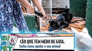 Cão com medo da guia...Adestramento