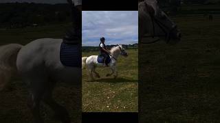 Blue looks so elegant! 😍 #horse #ponypower #pony #equestrian #ponylover #showpony