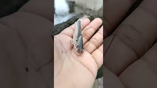 small catfish jK fishing 91 #hunting #catfish #river #baitcasting