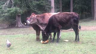 Cattle Are Messy Eaters!