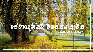 Peradeniya Robarosiya Season / Robarosiya Blooming 2021 / Peradeniya Yellow Season #Travel Around