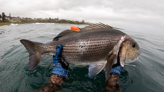 Late spring Spearfishing | Short edit