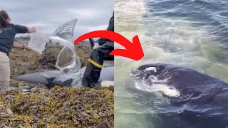 Incredible Arctic Orca Rescue: Heroes in Action