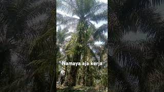 Panen sawit!! namanya aja kerja