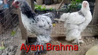 Jenis dan nama ayam hias