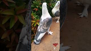 Perfect Pattern #fancypigeon #pigeonfarm