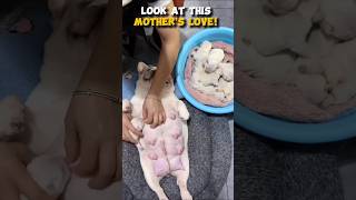 Cutest Puppies Ever! Watch Their First Feeding with Mom #shorts