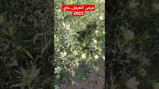 مرعى الحرمل...ماي 2022