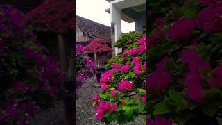 Flowers at sunset #bougainvillea