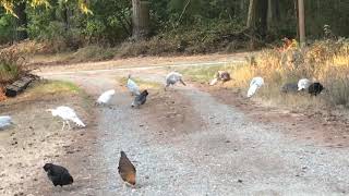 Guinea Hen Buckwheat Call