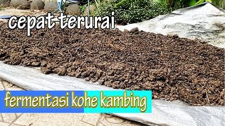 fermentasi kohe kambing dan cara bikin bakteri pengurai