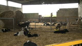 GAIN  Ruminant Feeds - The GAIN Heifer Rearing Programme - Phase 2 of 5 - Colustrum Feeding