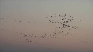 130 000 Grues cendrées au Lac du Der le 14 novembre 2016