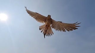 Common Kestrel  free fly