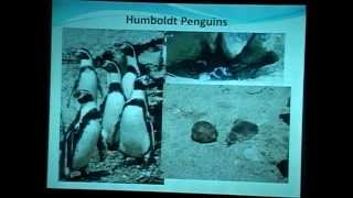 The Unique Conservation Challenges of Saving the Vulnerable Desert Humboldt Penguin