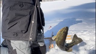 Ice fishing for bass at a derby