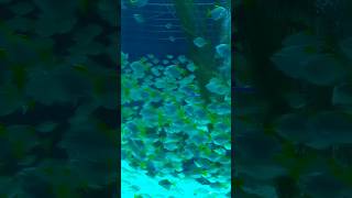 Los peces en loro parque #shortvideo #peces