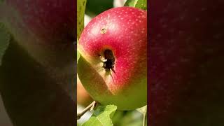 Apple 😊🍎🍎🍎  #shorts #fruit #apple #grafting #shortsapplevideo #shortsvideografting  #appleharvest