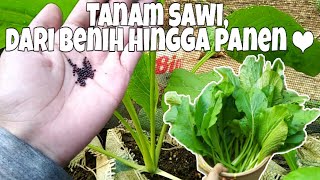 Eps. 51 Gardening || Tanam Sawi Dari Benih Sampai Panen || how to grow lettuce from seeds